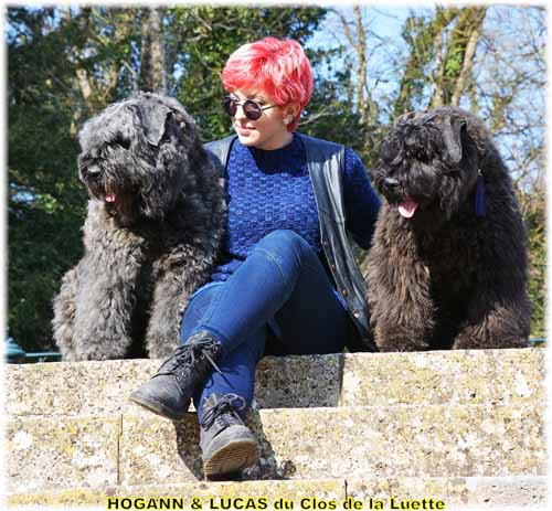 HOGANN et LUCAS du Clos de la Luette SITE WEB ELEVAGE DU CLOS DE LA LUETTE SPECIALISE POUR LE BOUVIER DES FLANDRES ©